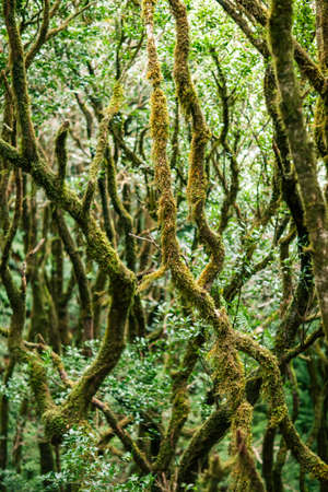 Laurel forest landscape. Nature background. Anaga Country Park, Biosphere Reserve, Tenerife, Canary islands, Spainの写真素材