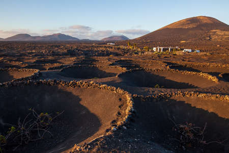 Volcanic vineyards in Lanzarote. Canary Islands. Spainの写真素材