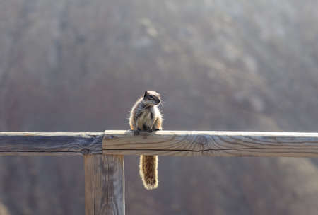 Squirrel on wooden crossbar, closeup. Wild animal in natural environment, shot on zoom, sunny dayの写真素材