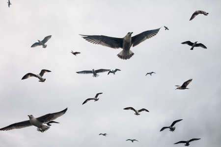 Large group of seagulls flying in sky. Nature backgroundの写真素材