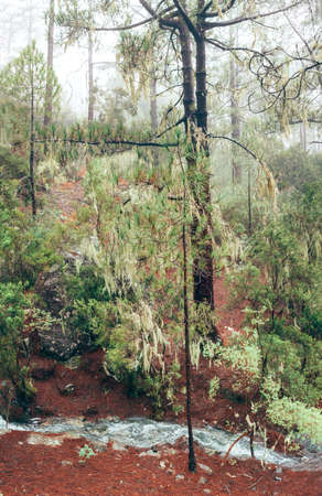 Mountain creek in a coniferous forest in Gran Canaria, Canary islands, Spain. Nature backgroundの写真素材
