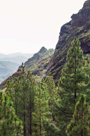 Beautiful landscape of coniferous forest on mountain slope backround. Gran Canaria nature, Canary islands, Spainの写真素材