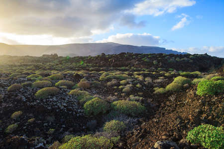 Unique Lanzarote landscape with lava field covered by plants. Nature background. Canary islands, Spain.の写真素材