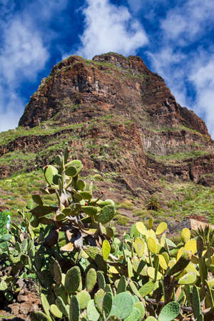Cactus on the mountain background. Desert landscapeの写真素材
