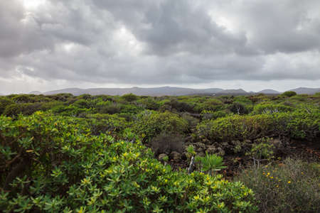 Unique Lanzarote landscape with lava field covered by plants. Nature background. Canary islands, Spain.の写真素材
