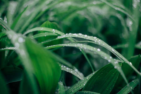 Drops of dew on a green fresh grass in the morning. Nature backgroundの写真素材