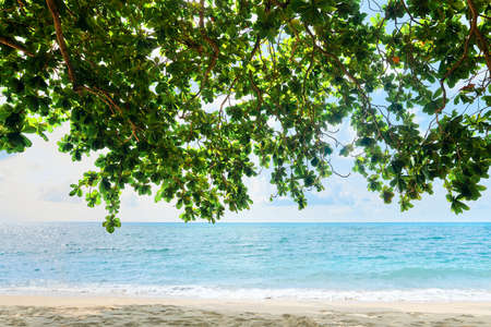 Tropical sea background. Sea, sand and  mangrove tree