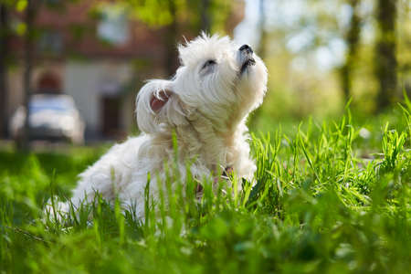 Cute white dog in the grass