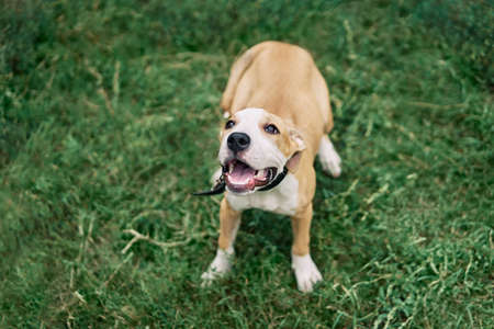 Cute small American Staffordshire Terrier puppy sitting outdoorsの写真素材