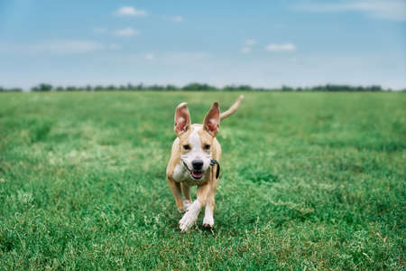 Adorable happy puppy running on green summer fieldの写真素材