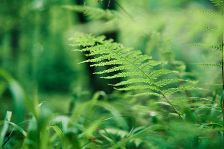 Ferns in the forest nature backgroundの写真素材