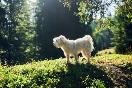 White adorable dog playing in forest on sunny dayの写真素材