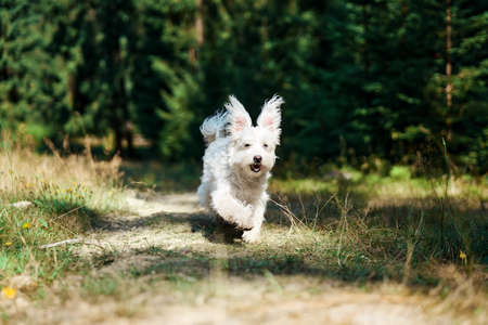 Funny cute dog playing and running outside in forestの写真素材