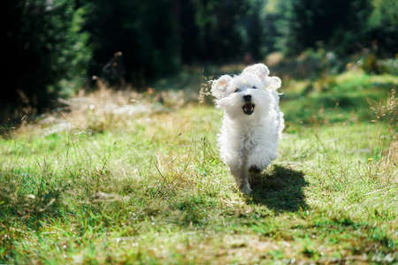 Funny cute dog playing and running outside in forestの写真素材