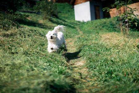 Funny cute dog playing and running outside in forestの写真素材