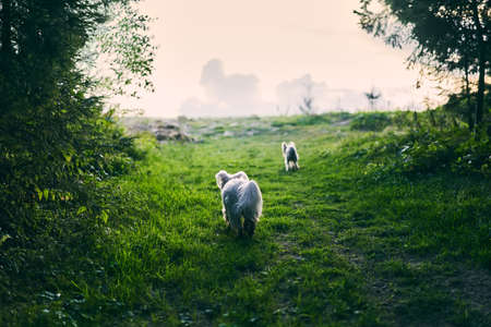 White adorable dog playing in forest on sunny dayの写真素材