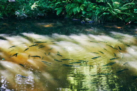 Trouts in forest lake on sunny day