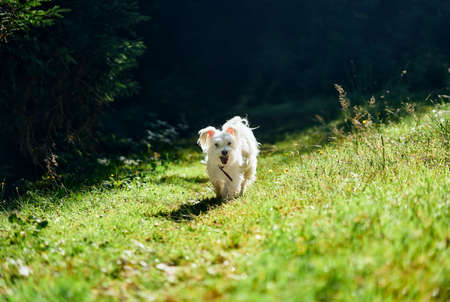 Funny cute dog playing and running outside in forestの写真素材