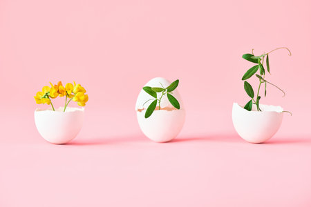 Flowers in eggshell on pink background