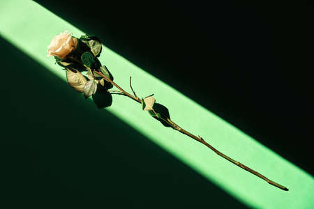 White rose in sunlights