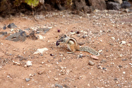 Cute squirrel in nature backgroundの写真素材