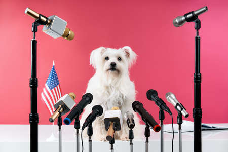 Adorable white fluffy dog speaker holds press conference with set of different microphones over pink backgroundの写真素材