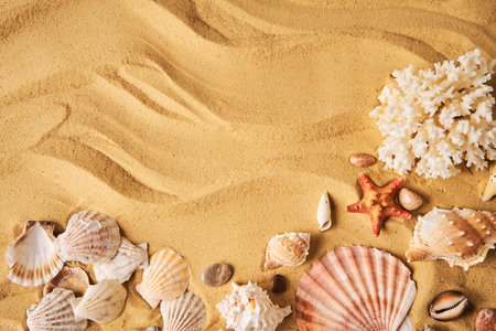 Amazing seashells on sea beach sand background with copy space for text. Top view, flat lay. Summertime, sea vacation, travel conceptの写真素材