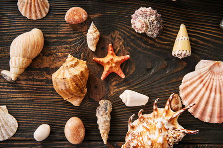 Seashells and starfish collection on dark wooden background, flat lay, top view. Summer time, sea vacation, travel conceptの写真素材