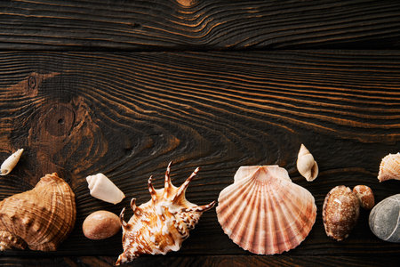 Seashells on the dark wooden background with copy space. Flat lay, top view. summer holidays travel conceptの写真素材