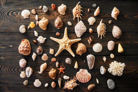 Seashells and starfish collection on dark wooden background, flat lay, top view. Summer time, sea vacation, travel conceptの写真素材