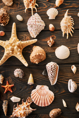 Seashells and starfish collection on dark wooden background, flat lay, top view. Summer time, sea vacation, travel conceptの写真素材