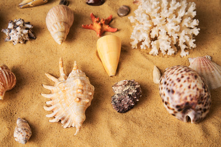 Collection of different seashells and starfish on sandy beach background. Summer time, sea vacation, travel conceptの写真素材