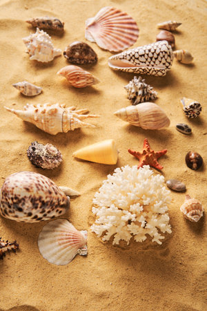 Collection of different seashells and starfish on sandy beach backgroundの写真素材