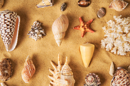 Collection of different seashells and starfish on sandy beach backgroundの写真素材