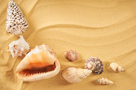 Amazing seashells on sea beach sand background with copy space for text. Top view, flat lay