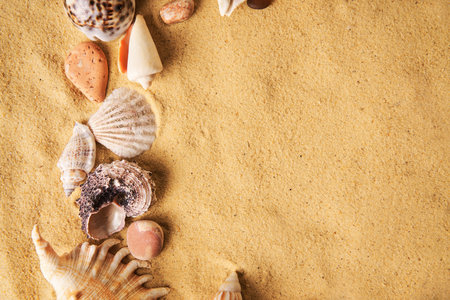 Amazing seashells on sea beach sand background with copy space for text. Summer time, sea vacation, travel conceptの写真素材