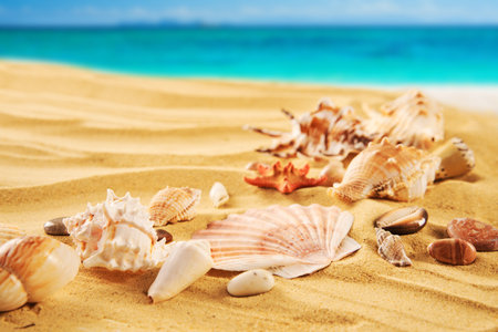 Beautiful summer beach background with different seashells and starfish on sandy seashore and turquoise waterの写真素材