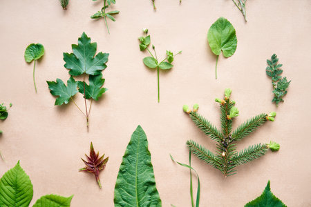 Collection set of various leaves, plants and herbs on beige backgroundの写真素材