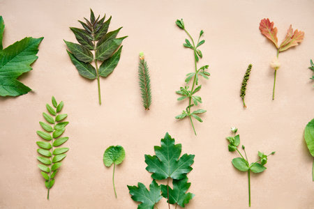 Collection set of various leaves, plants and herbs on beige backgroundの写真素材