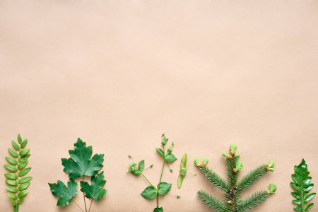 Leaves border made of different plants and herbs with copy space for textの写真素材