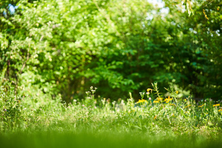 Scenic view of a beautiful landscape garden with a green lawnの写真素材