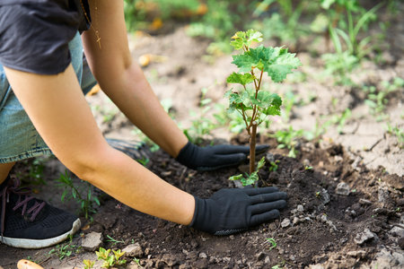 Woman in gloves plants a sprouts of grape in the ground in garden. Gardening, farming and planting concept.の写真素材
