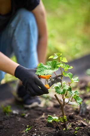 Woman cut green bush of grapes by clippers in the garden. Gardening, farming and planting concept.