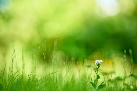 Beautiful chamomile flowers on green grass background texture with copy spaceの写真素材