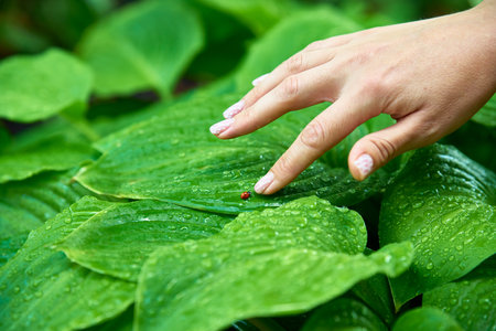 Woman touching small ladybug on green leaf by fingerの写真素材