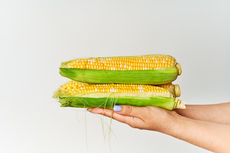 Fresh corn ears in woman hands over white backgroundの写真素材