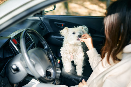 Young woman training her cute dog offering a treat sitting together in car on sunny day