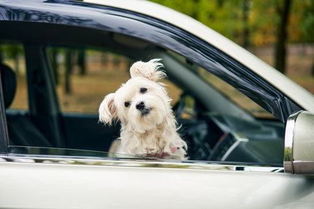 Cute fluffy dog looking out of car window. Road trip, travel conceptの写真素材