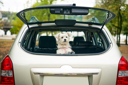 Cute funny dog looking out of open trunk in car looking attentive at camera. Road trip, vacation, holidays, travel conceptの写真素材