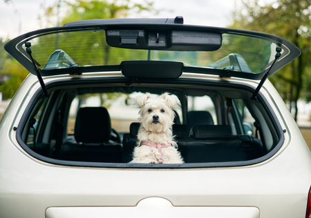 Cute funny dog looking out of open trunk in car looking attentive at camera. Road trip, vacation, holidays, travel conceptの写真素材